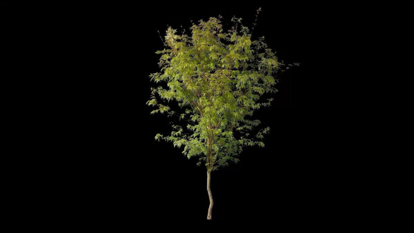 Plants & Foliage Maple Tree 1  vfx asset stock footage