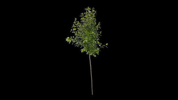 Plants & Foliage Maple Tree 2  vfx asset stock footage