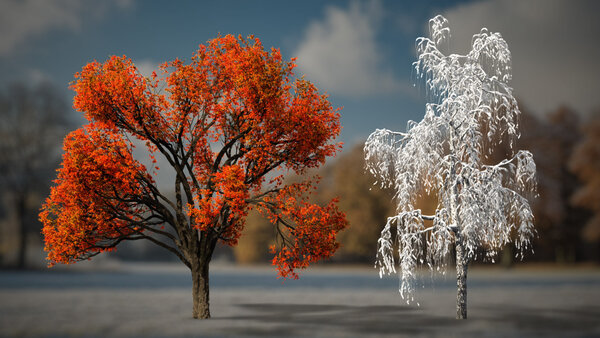 Autumn & Winter Trees