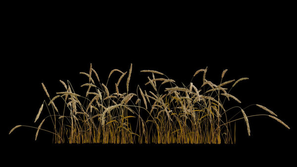 Flowers & Grasses Wheat 2 vfx asset stock footage