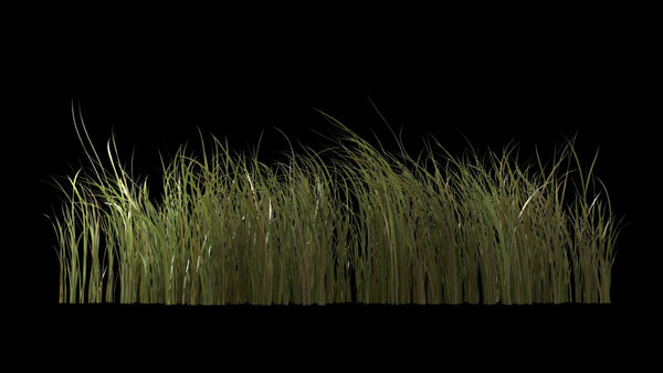 Flowers & Grasses Bulrush Grass 1 vfx asset stock footage