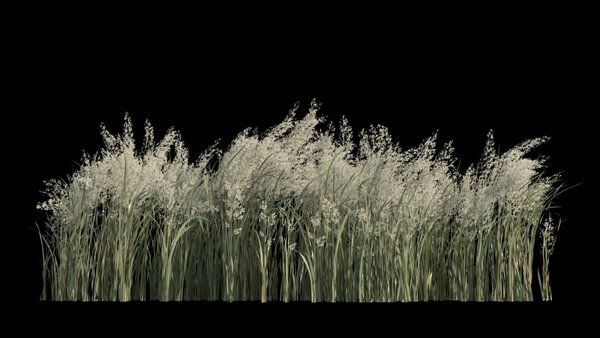 Flowers & Grasses Bulrush Grass 2 vfx asset stock footage