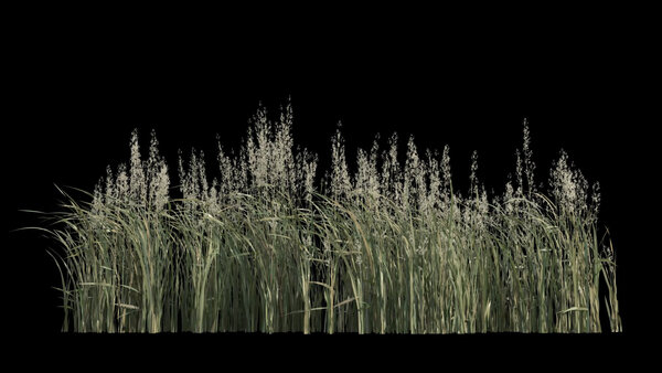 Flowers & Grasses Bulrush Grass 3 vfx asset stock footage