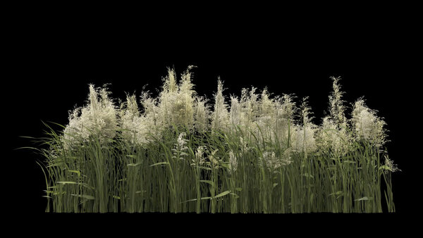 Flowers & Grasses Bulrush Grass 4 vfx asset stock footage