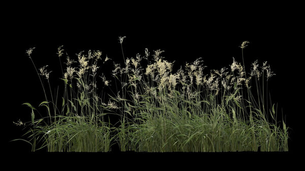 Flowers & Grasses Bulrush Grass 5 vfx asset stock footage