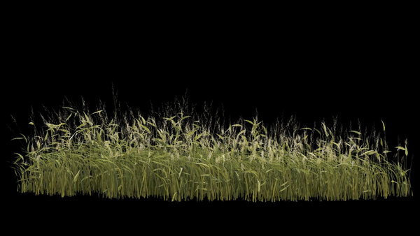 Flowers & Grasses Bulrush Grass 6 vfx asset stock footage