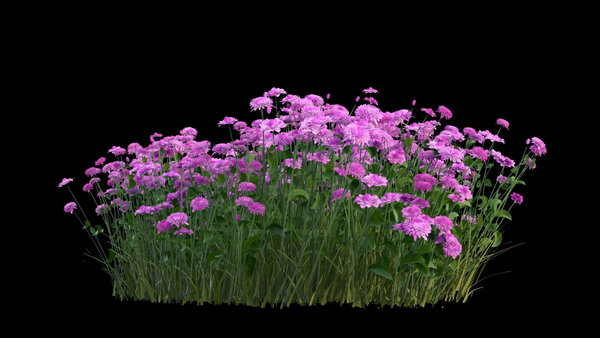 Flowers & Grasses Flowers 5 vfx asset stock footage