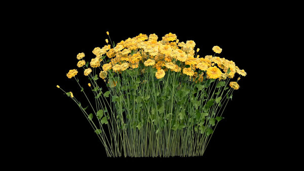 Flowers & Grasses Flowers 9 vfx asset stock footage