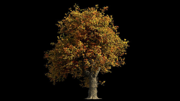 Autumn & Winter Trees Autumn Oak Tree 3 vfx asset stock footage