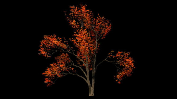 Autumn & Winter Trees Autumn Elm Tree 1 vfx asset stock footage