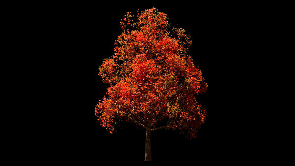 Autumn & Winter Trees Autumn Maple Tree 2 vfx asset stock footage