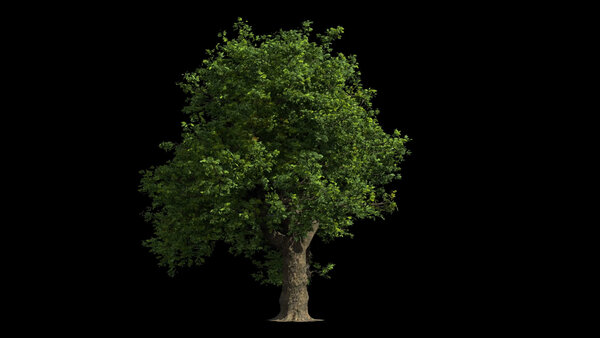 Spring & Summer Trees Oak Tree 7 vfx asset stock footage