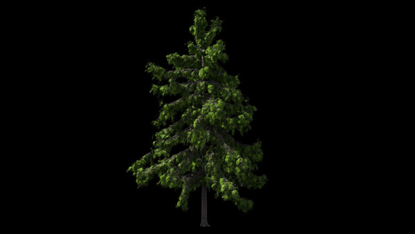 Spring & Summer Trees Cedar Tree 1 vfx asset stock footage