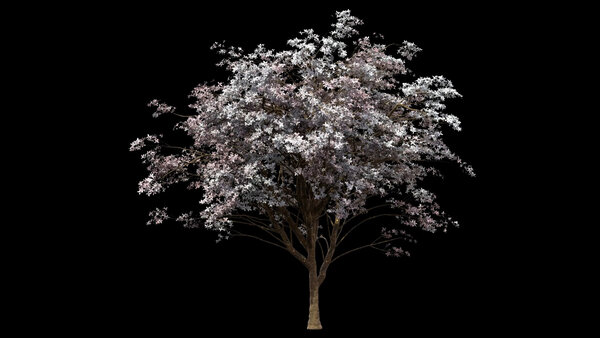 Spring & Summer Trees Dogwood Tree 4 vfx asset stock footage