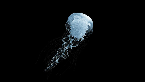 Jellyfish Jellyfish 1 vfx asset stock footage