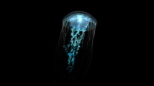 Jellyfish Jellyfish 3 vfx asset stock footage