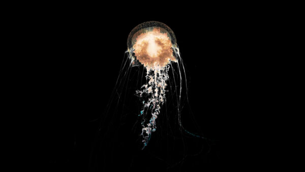 Jellyfish Jellyfish 4 vfx asset stock footage