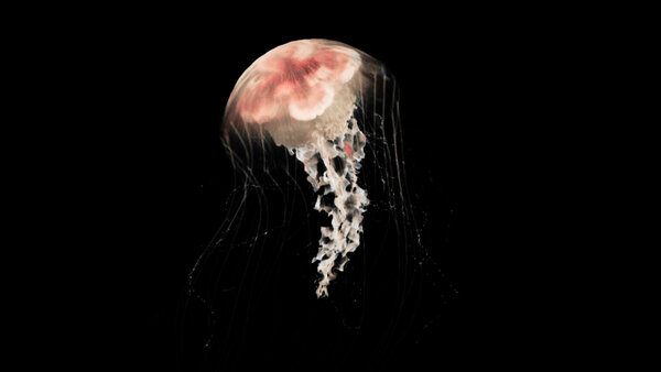 Jellyfish Jellyfish 5 vfx asset stock footage