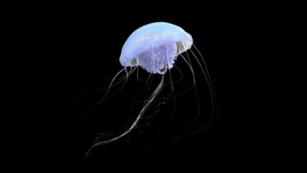 Jellyfish Jellyfish 6 vfx asset stock footage