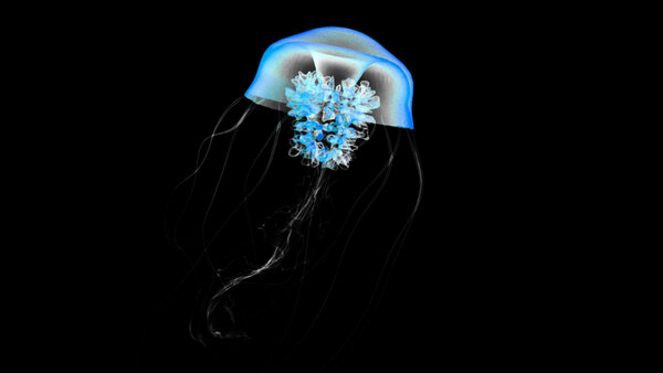 Jellyfish Jellyfish 7 vfx asset stock footage