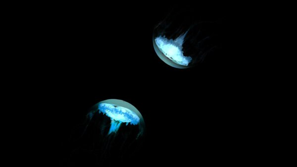 Jellyfish Jellyfish 8 vfx asset stock footage