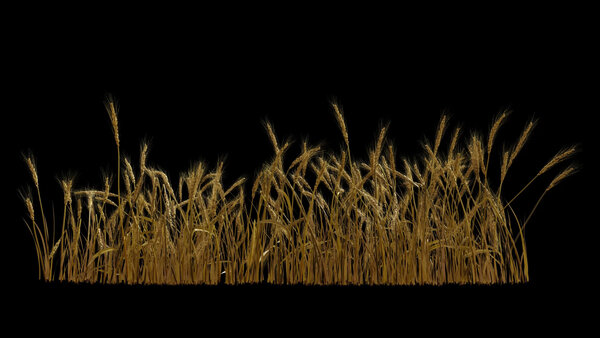 Flowers & Grasses Wheat 1 vfx asset stock footage