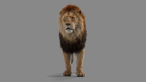 Male Lion Lion Standing Front vfx asset stock footage