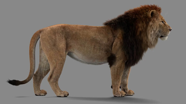 Male Lion Lion Standing Side vfx asset stock footage