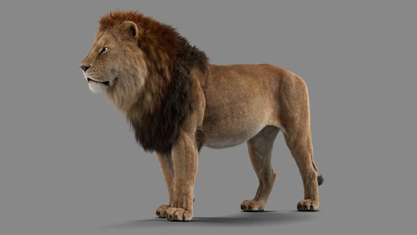 Male Lion Lion Standing Angled Front vfx asset stock footage