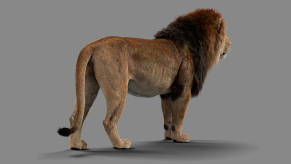 Male Lion Lion Standing Angled Back vfx asset stock footage