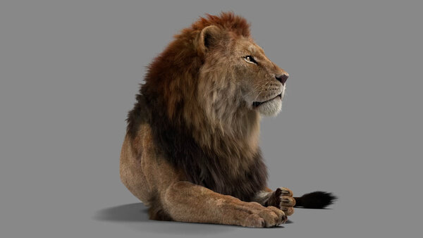 Male Lion Lion Resting Front vfx asset stock footage