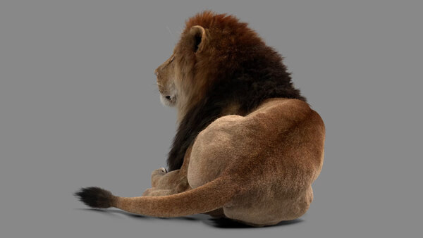 Male Lion Lion Resting Back vfx asset stock footage