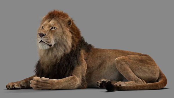 Male Lion Lion Resting Side vfx asset stock footage