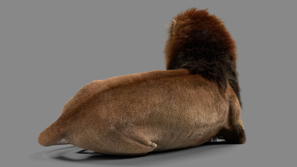 Male Lion Lion Resting Angled Back vfx asset stock footage