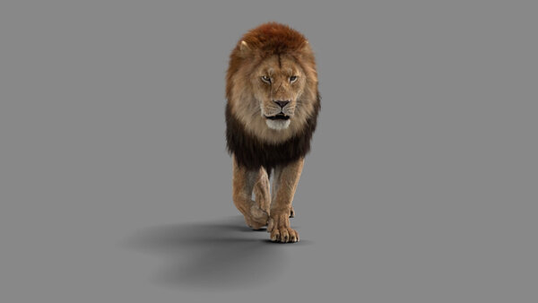 Male Lion Lion Walking At Cam vfx asset stock footage