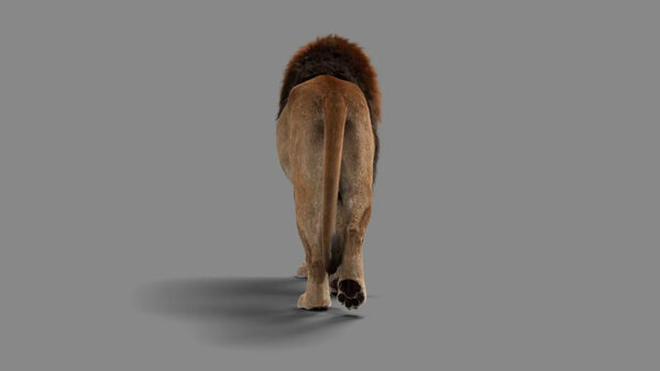 Male Lion Lion Walking Away From Cam vfx asset stock footage