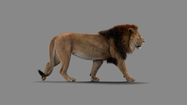 Male Lion Lion Walking Side vfx asset stock footage