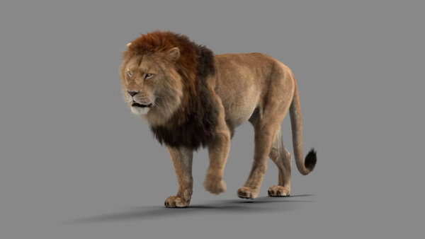 Male Lion Lion Walking Angled Front vfx asset stock footage