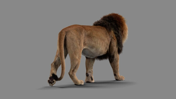 Male Lion Lion Walking Angled Back vfx asset stock footage