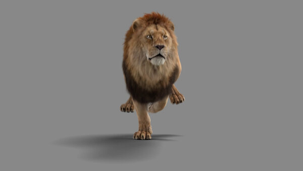 Male Lion Lion Running At Cam vfx asset stock footage