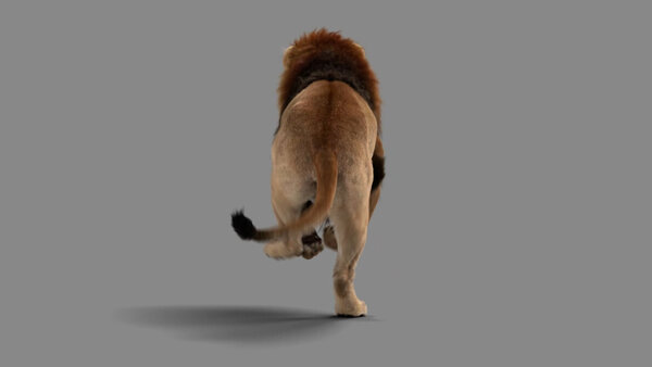 Male Lion Lion Running Away From Cam vfx asset stock footage