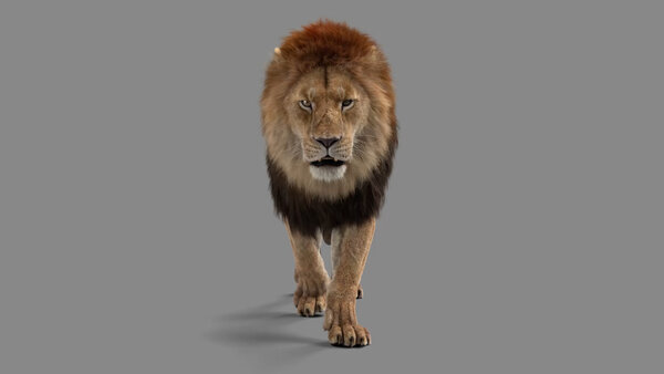 Male Lion Lion Walk Cycle Front vfx asset stock footage