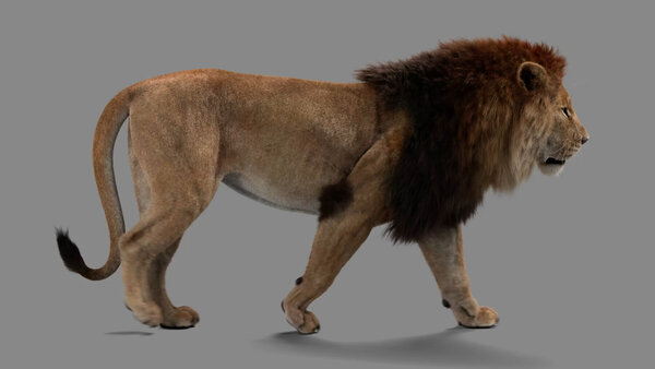 Male Lion Lion Walk Cycle Side vfx asset stock footage