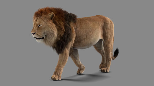 Male Lion Lion Walk Cycle Angled Front vfx asset stock footage