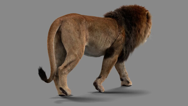 Male Lion Lion Walk Cycle Angled Back vfx asset stock footage