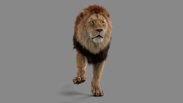 Male Lion Lion Run Cycle Front vfx asset stock footage