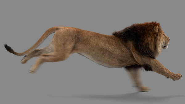 Male Lion Lion Run Cycle Side vfx asset stock footage