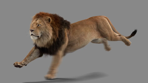 Male Lion Lion Run Cycle Angled Front vfx asset stock footage