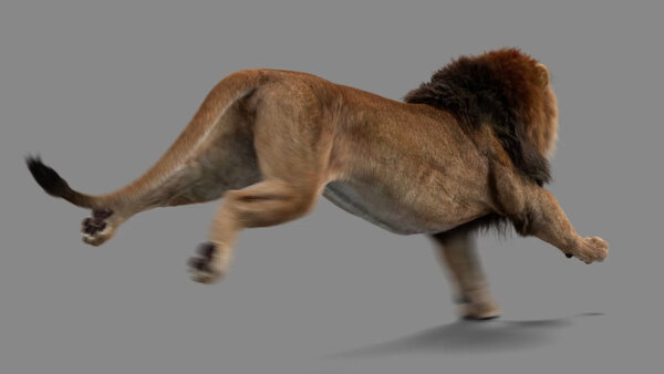 Male Lion Lion Run Cycle Angled Back vfx asset stock footage