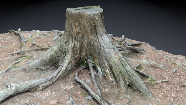 Forest Stump & Roots